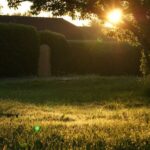 Backyard - Green Grass Field