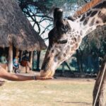 Experiences - Person Feeding Giraffe