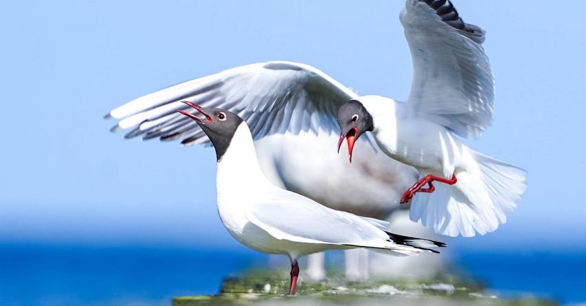 Openings - Black-headed Gulls in Summer Plumage