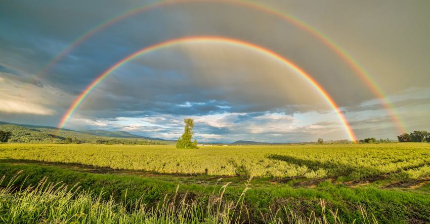 Day - Crop Field Under Rainbow and Cloudy Skies at Dayime