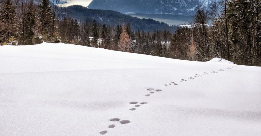 Trace - Animal Foot Prints on Snow Near Mountain at Daytime